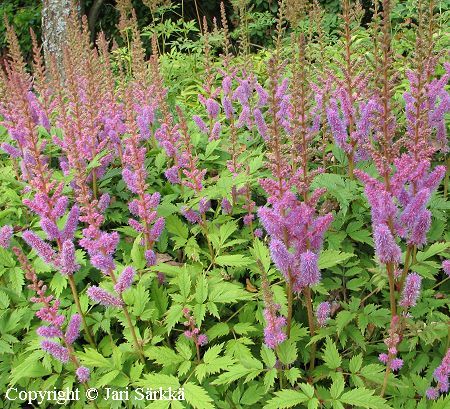 Astilbe chinensis 'Pumila'